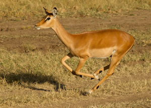 impala